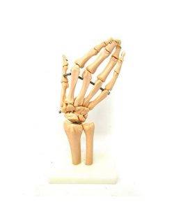 human-hand-joint-model-imported-e1630122930758