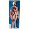 model-human-circulatory-system-imported-e1630122908954